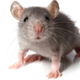 Illustration for article titled Mice that eat yogurt have bigger balls, exhibit mouse swagger